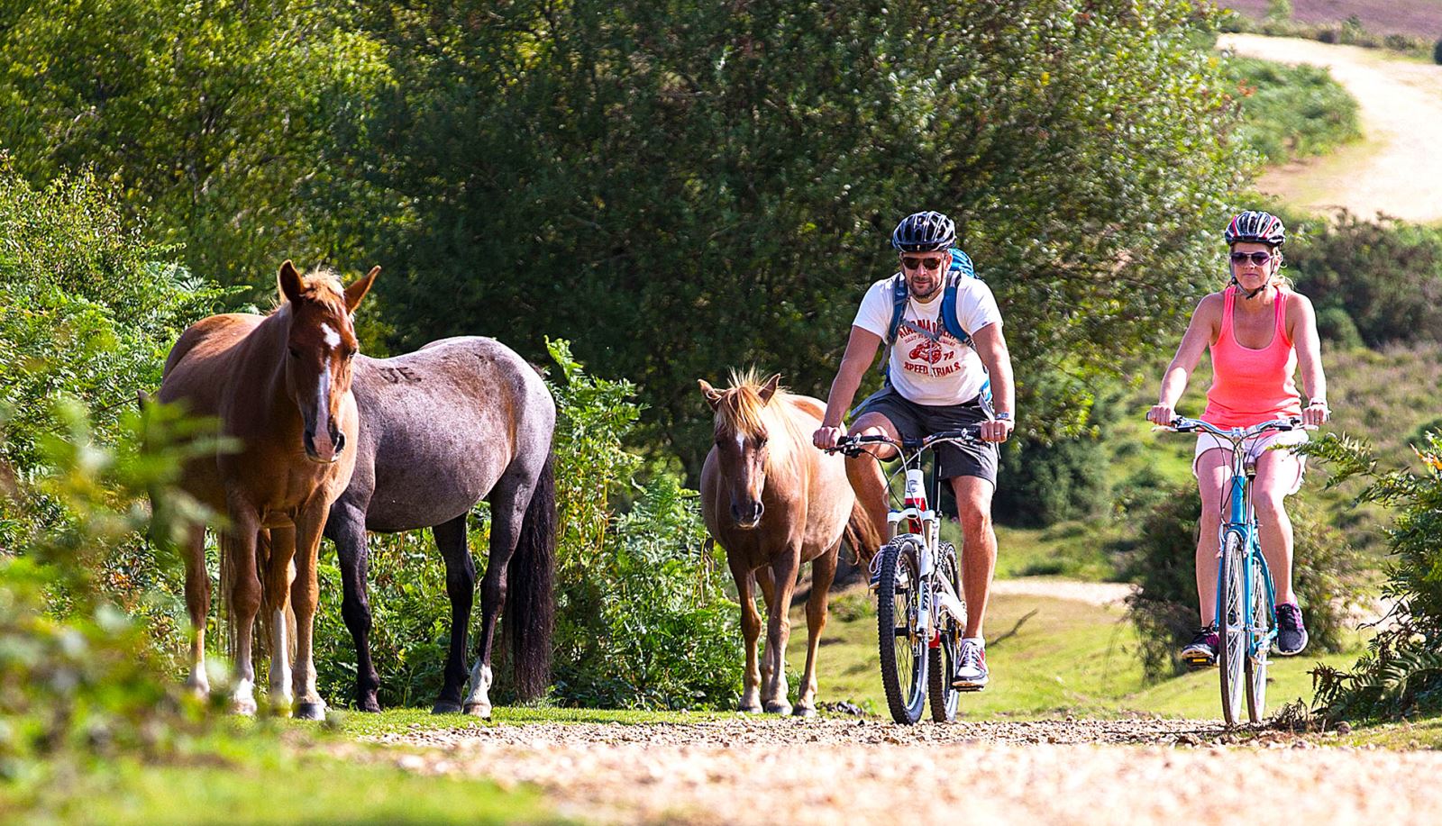 Couple cycling past New Forest ponies in  the New Forest Park